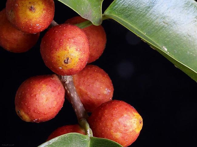 frutos da planta 8