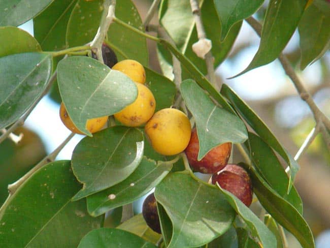 frutos pequenos frutos pequenos