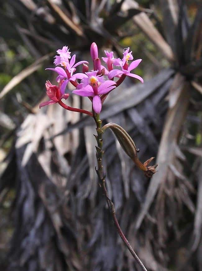 genero de plantas 2