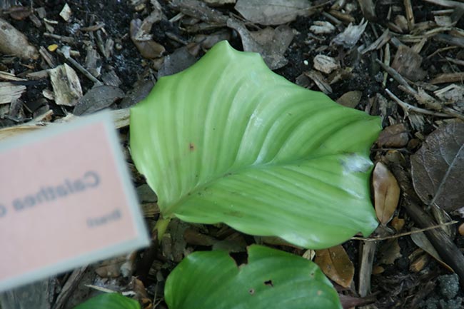 imagens da planta 5