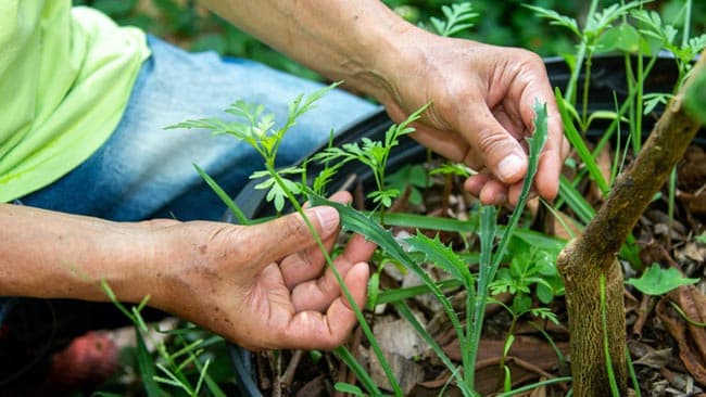 imagens de plantasd