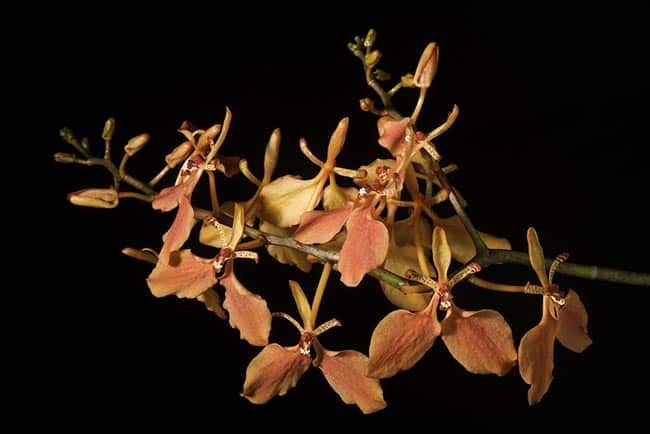 orquideas exoticas 1