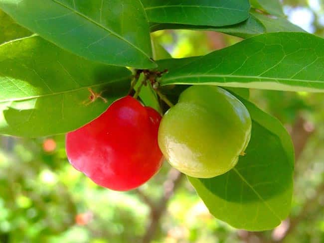 pe de acerola