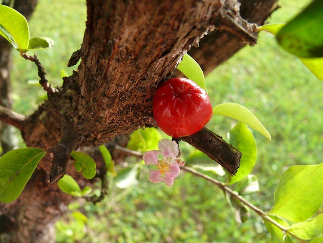 planta do cerrado