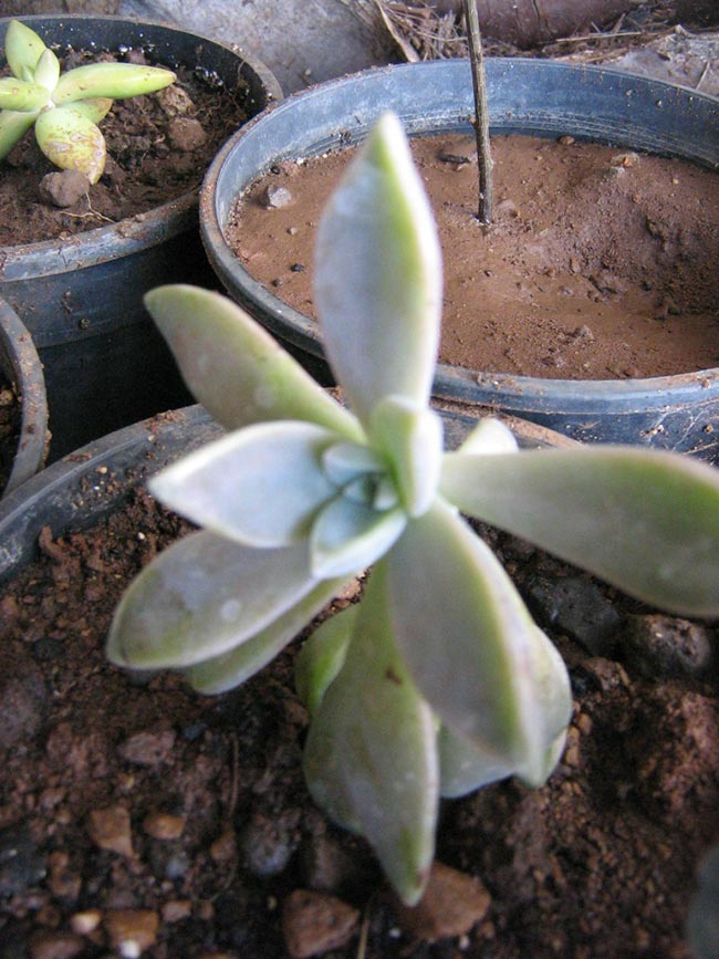 planta fantasma em vasos 2 planta fantasma em vasos 2