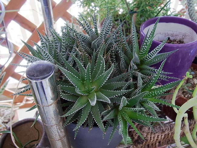 planta zebra 5 planta zebra 5