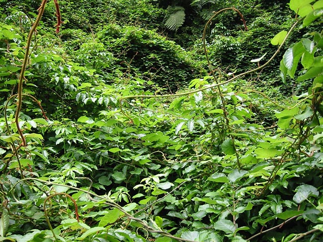 plantacao 1