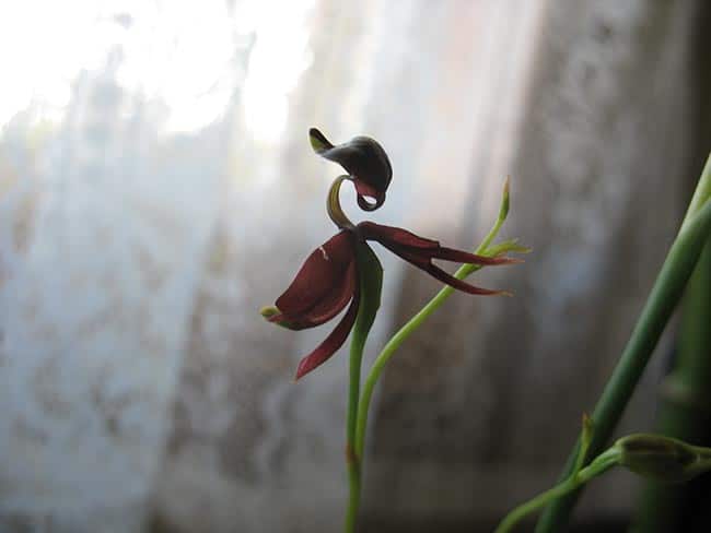 plantas raras e formatos diferentes