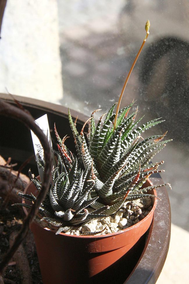 suculenta zebra 2 suculenta zebra 2