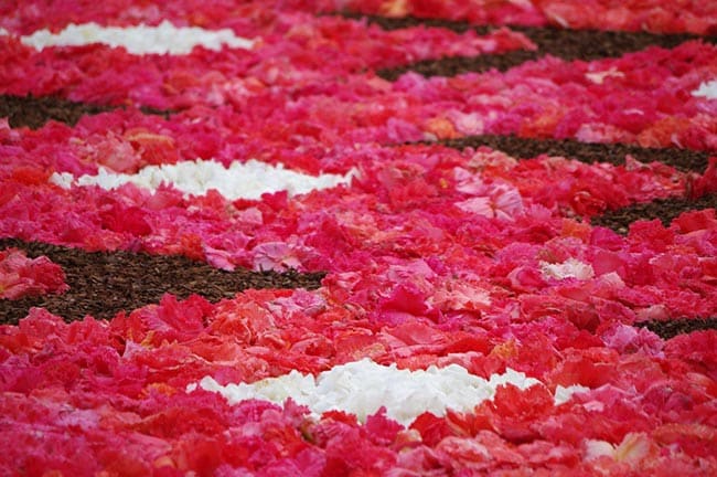 tapete de flores 2