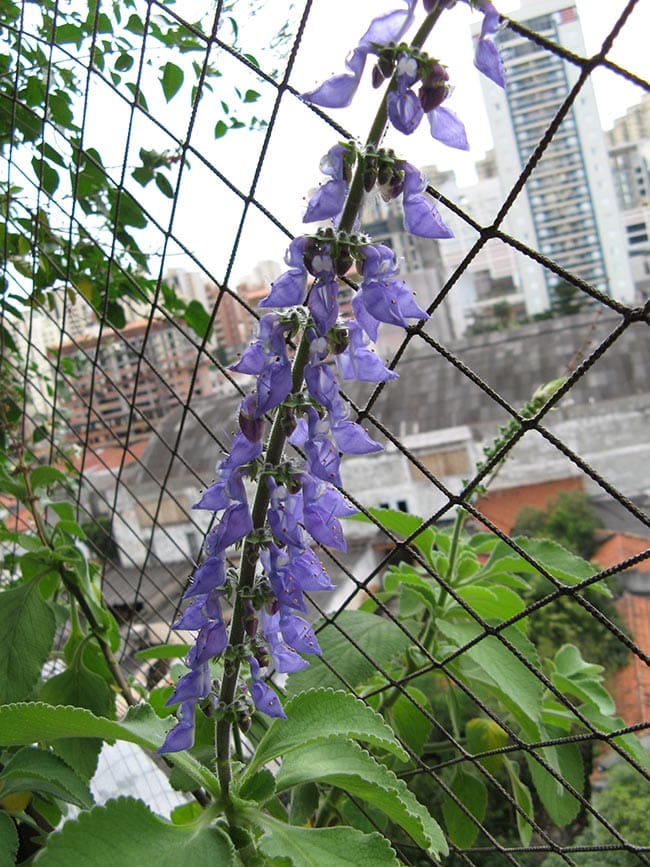 trpadeira 2