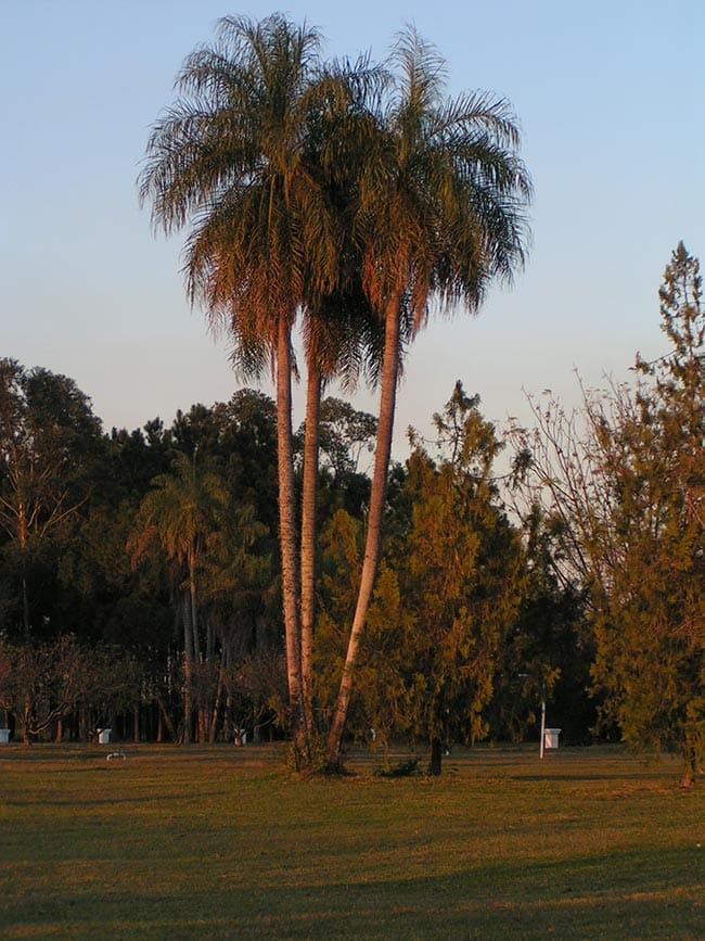 Acrocomia aculeata decoracao