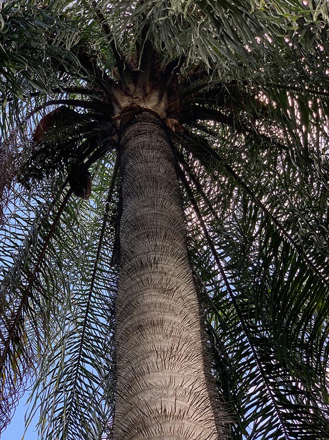 Acrocomia aculeata folhas