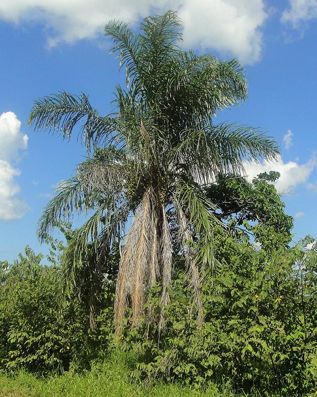 Acrocomia aculeata foto