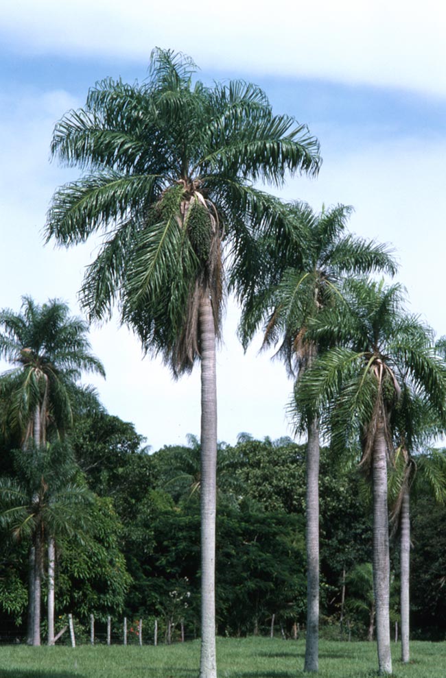 Acrocomia aculeata jardim