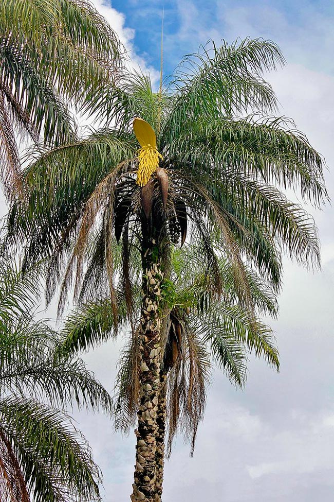 Acrocomia aculeata