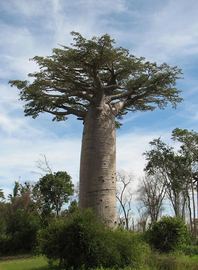 Adansonia Grandidieri arvore Adansonia Grandidieri arvore