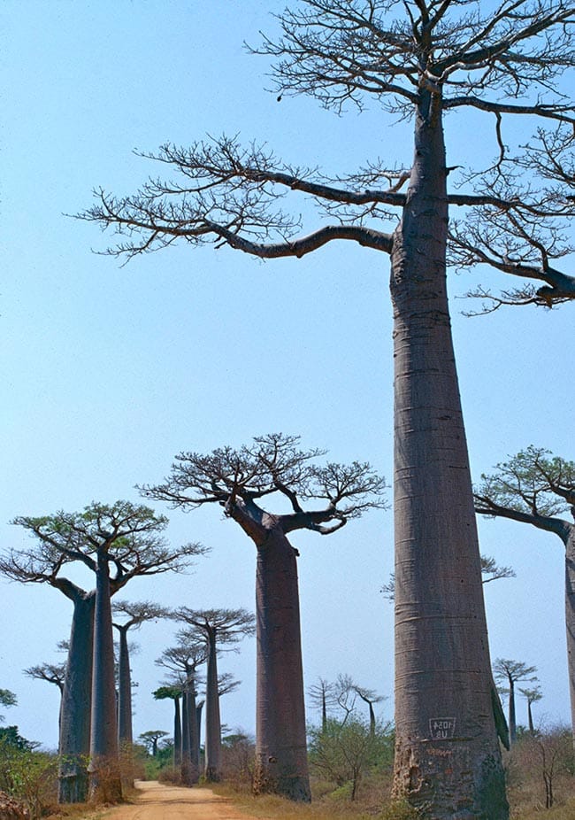 Adansonia Grandidieri decoracao Adansonia Grandidieri decoracao
