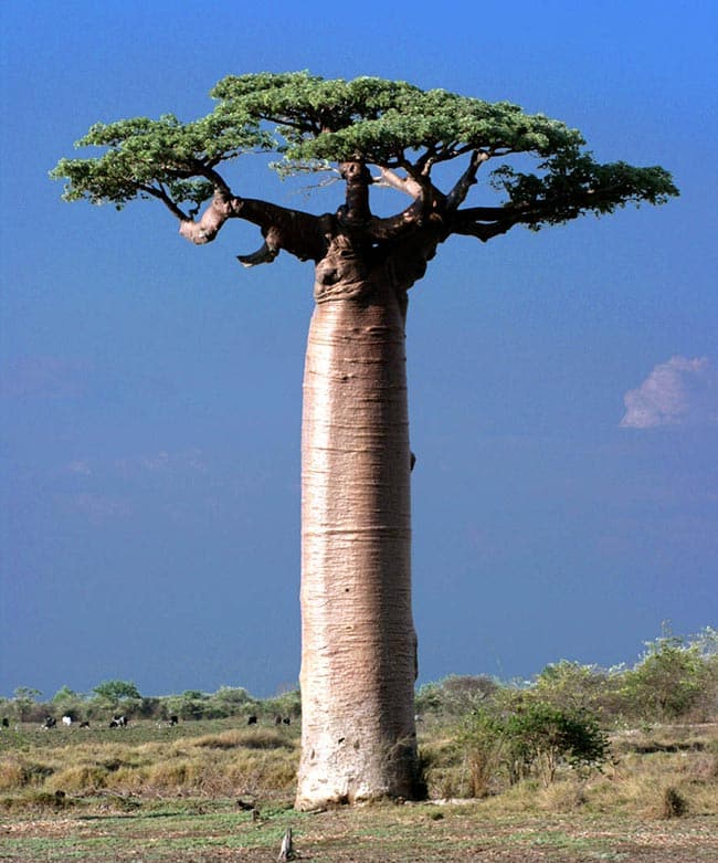 Adansonia Grandidieri Adansonia Grandidieri