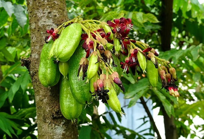 Averrhoa carambola flor