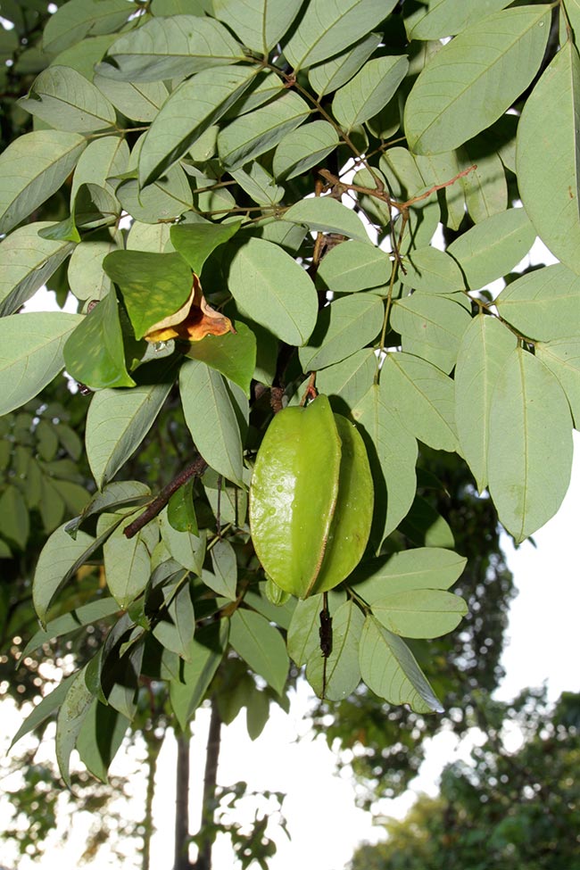 Averrhoa carambola folha