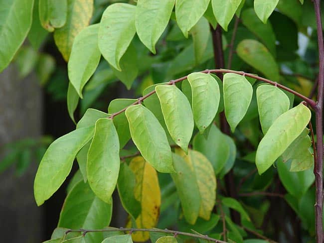 Averrhoa carambola folhas