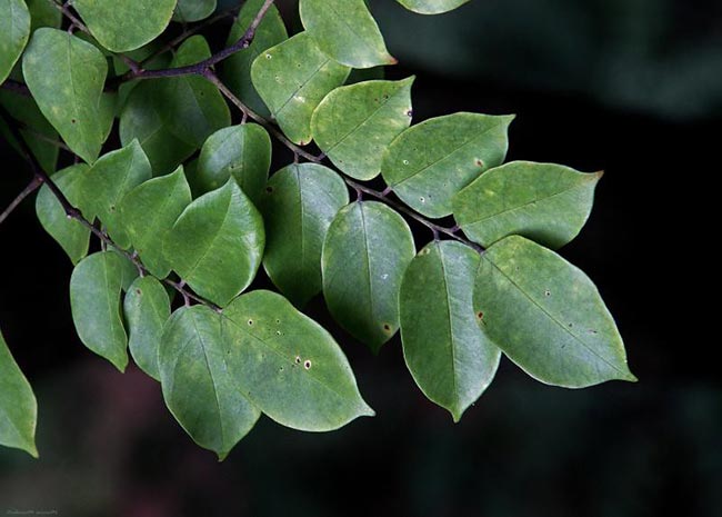 Averrhoa carambola foto