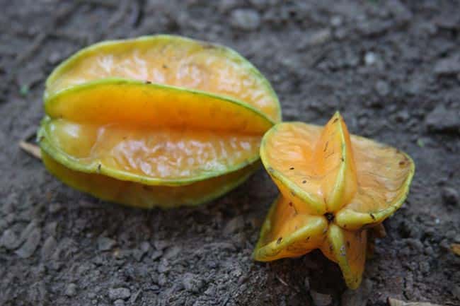 Averrhoa carambola fruto