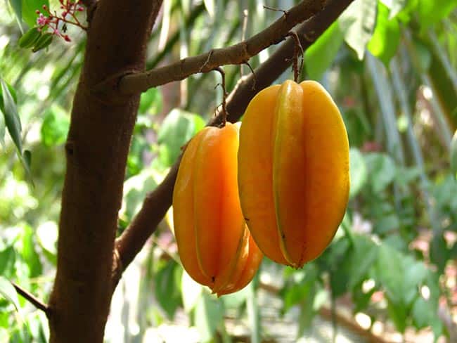 Averrhoa carambola frutos