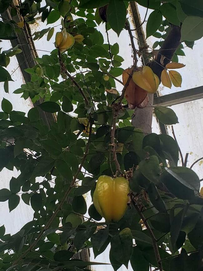 Averrhoa carambola galho