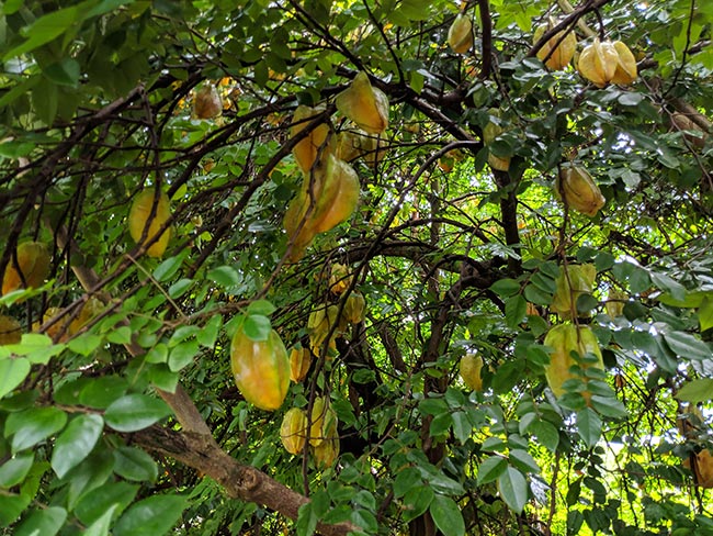 Averrhoa carambola jardim