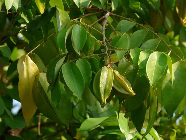Averrhoa carambola jardins