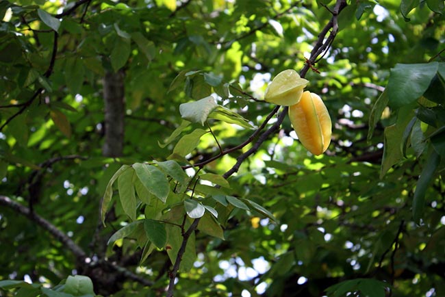 Averrhoa carambola natureza
