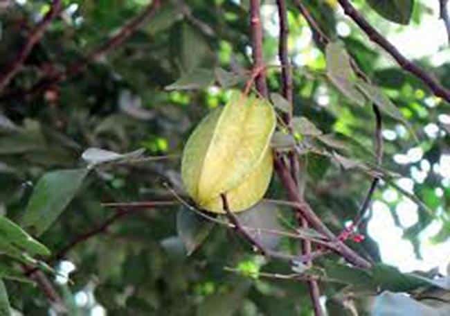 Averrhoa carambola pomar