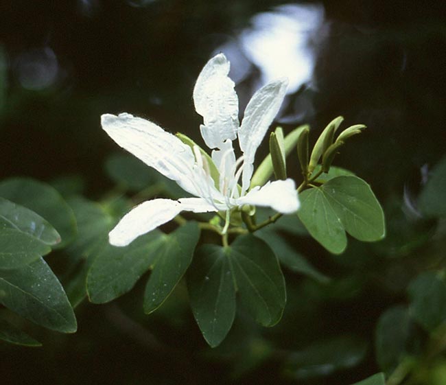 Bauhinia forficata