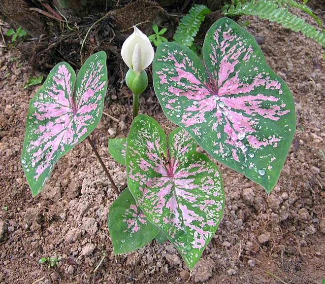 Caladium bicolor flor