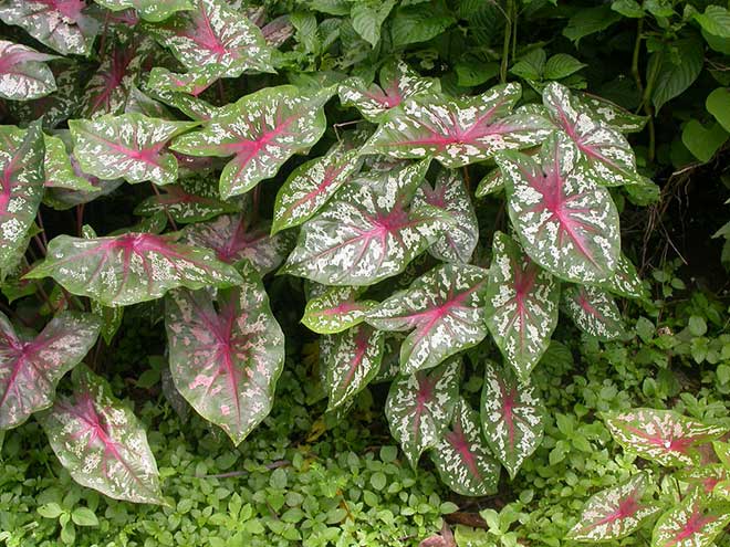 Caladium bicolor folha