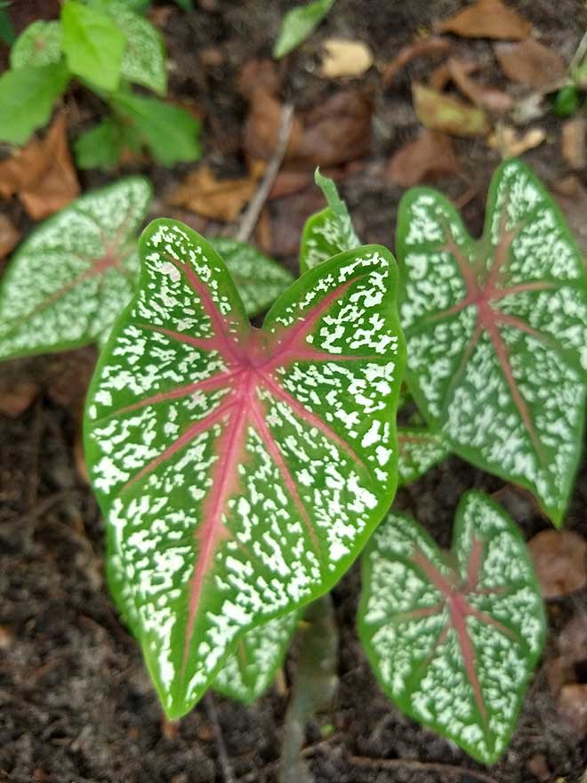 Caladium bicolor folhas
