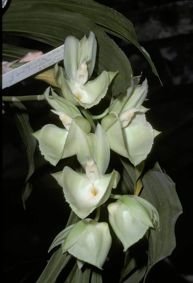 Catasetum pileatum decoracao