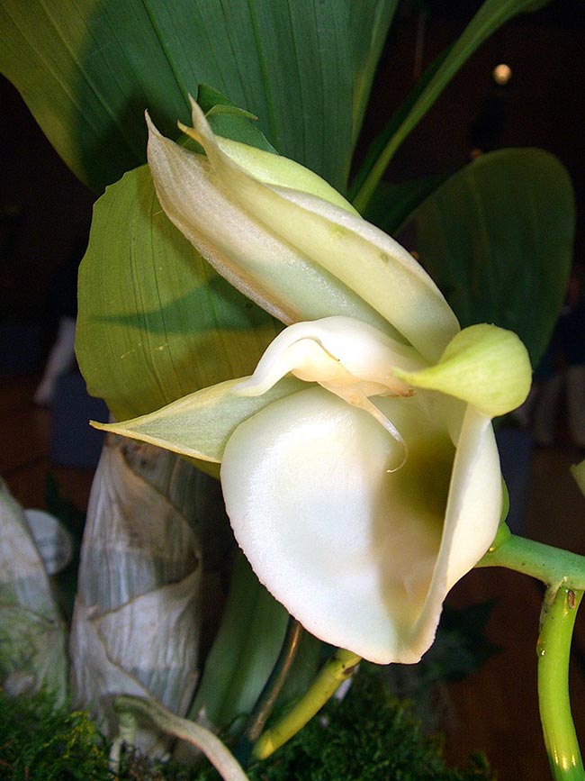 Catasetum pileatum flor