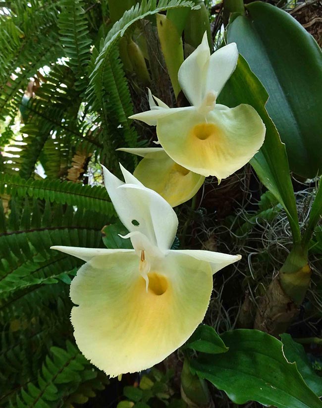 Catasetum pileatum flores