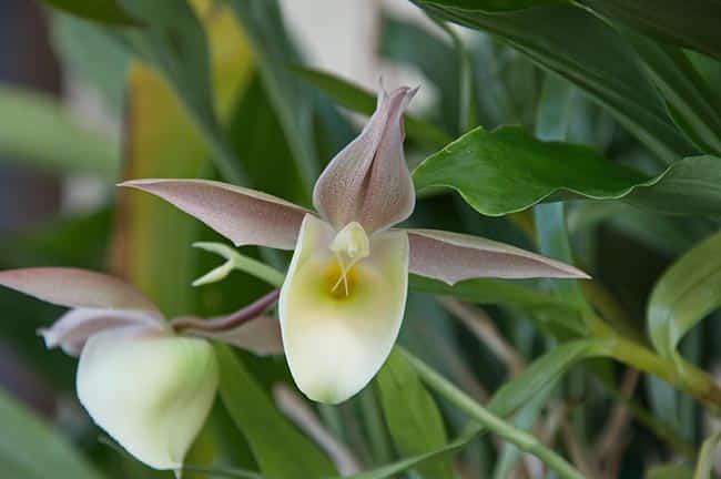 Catasetum pileatum folha