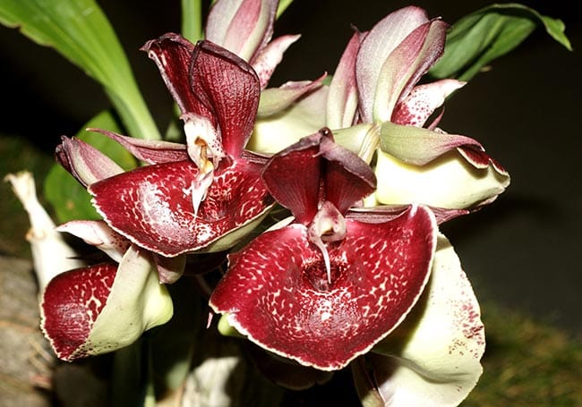 Catasetum pileatum foto