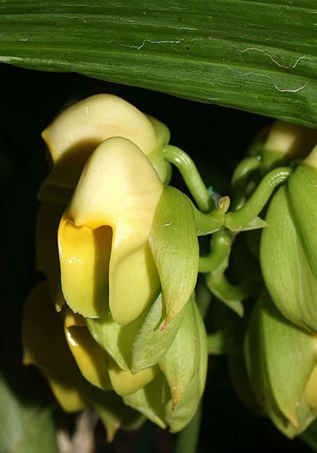 Catasetum pileatum petala