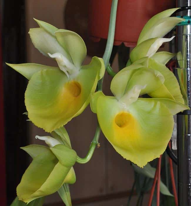 Catasetum pileatum petalas