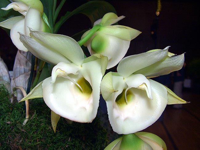 Catasetum pileatum planta