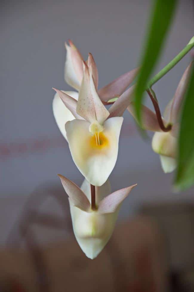 Catasetum pileatum semente