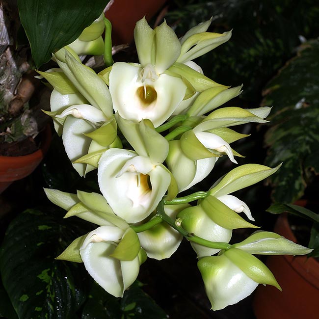 Catasetum pileatum