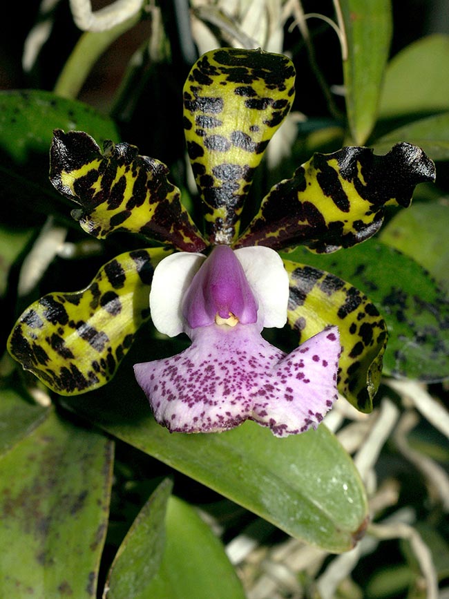 Cattleya aclandiae decoracao