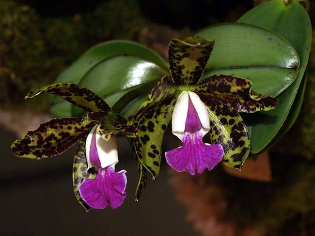 Cattleya aclandiae flor